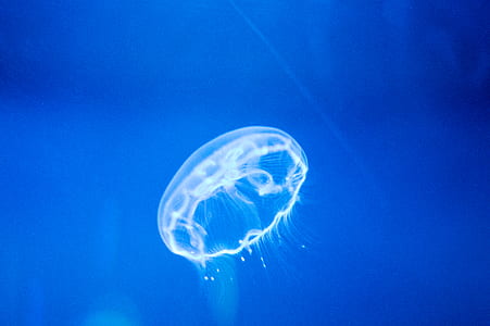 jelly fish in water thumbnail