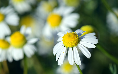 Chamomile, Chamomile Flower thumbnail