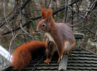 brown squirrel on black roof thumbnail
