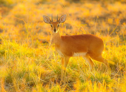 brown deer standing on grasses thumbnail