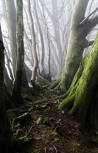 tree trunks at dayime thumbnail