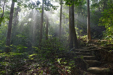photography of forest thumbnail