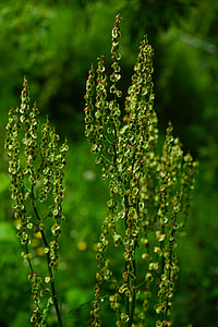 Meadows Sauerampfer, Inflorescence thumbnail