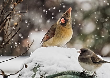 selective focus photography of pyrrhuloxia thumbnail