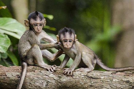 two monkeys on tree stem thumbnail