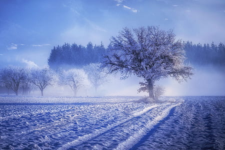 brown and white tree during winter thumbnail
