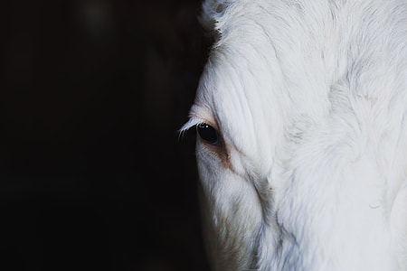 closeup photography of white goats face thumbnail