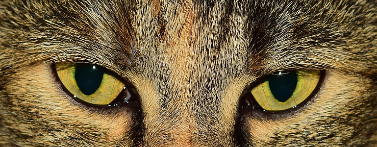 closeup photo on black and gray cat thumbnail
