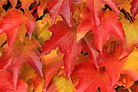 red and orange maple leaves thumbnail
