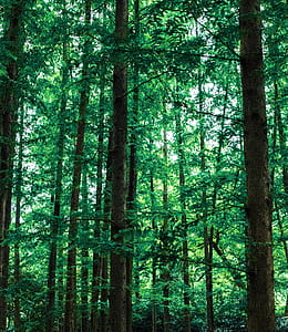 brown and green tress during daytime thumbnail