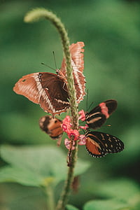 four butterflies on pink cluster flower in selective focus photography thumbnail
