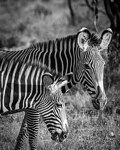 grayscale photography of two zebras thumbnail