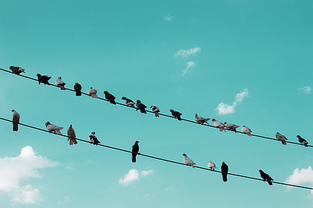 birds perching on wires thumbnail