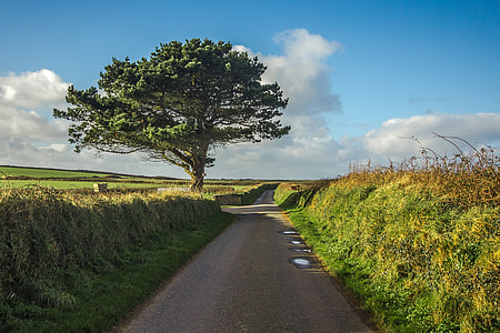 green tree under cloudy sky during daytime thumbnail