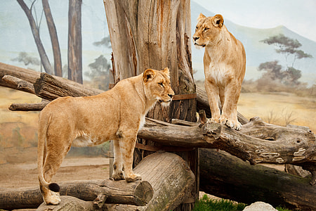 two beige lions on tree branches thumbnail