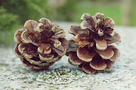 tilt shift focus photography of two pine cones on conceret surface thumbnail