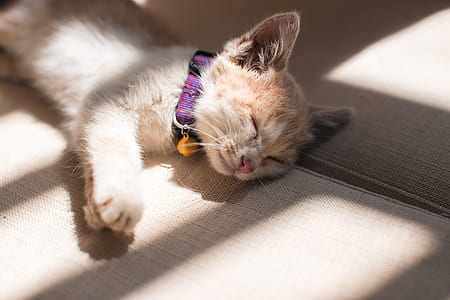 Orange Cat Sleeping on the Grey Surface thumbnail