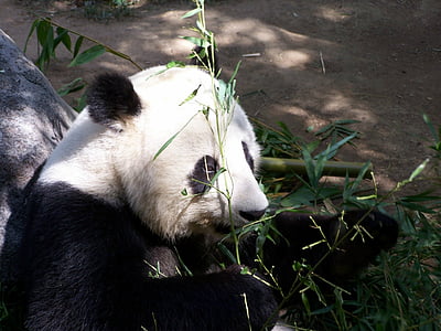 black and white panda leaning on brown tree while eating plant thumbnail