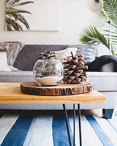 acorn on wood slab on wooden coffee table near sofa thumbnail