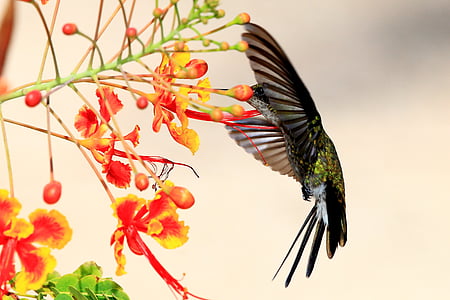 black and green hummingbird flying beside a red and yellow peacock flower thumbnail