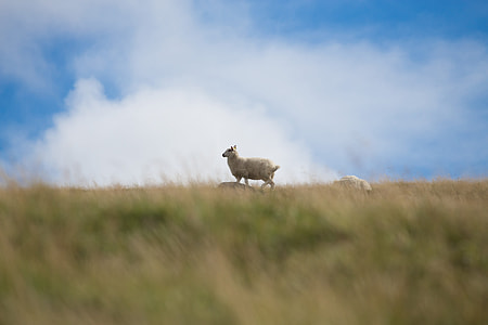 white lamb in the middle of grass field thumbnail