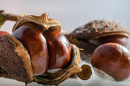opened round brown fruit thumbnail