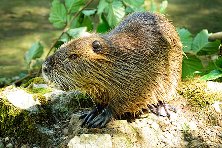 brown beaver thumbnail