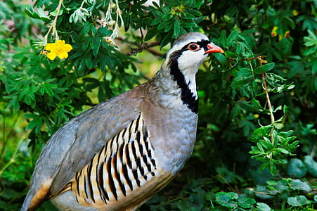 grey and white bird beside the green leaf plant thumbnail