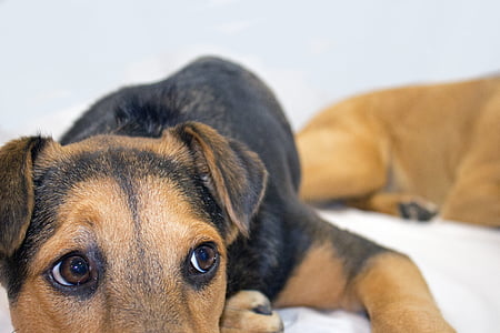 short-coated black and tan dog laying beside tan dog on white bed thumbnail