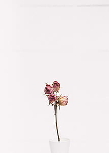 pink roses in white ceramic vase thumbnail