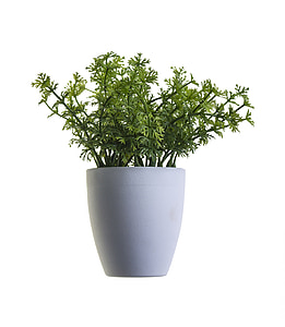 green leaf plant thumbnail