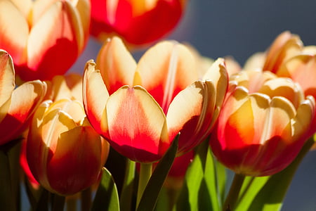 macro shot photography of yellow and red flowers thumbnail
