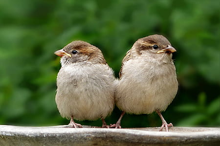 two brown birds on panel thumbnail