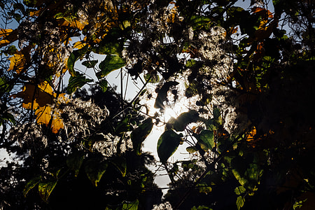 Autumn branches thumbnail