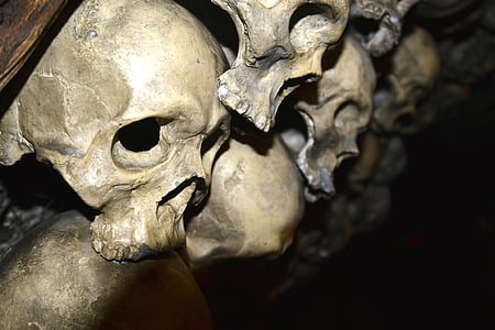 close-up photography of brown skulls thumbnail