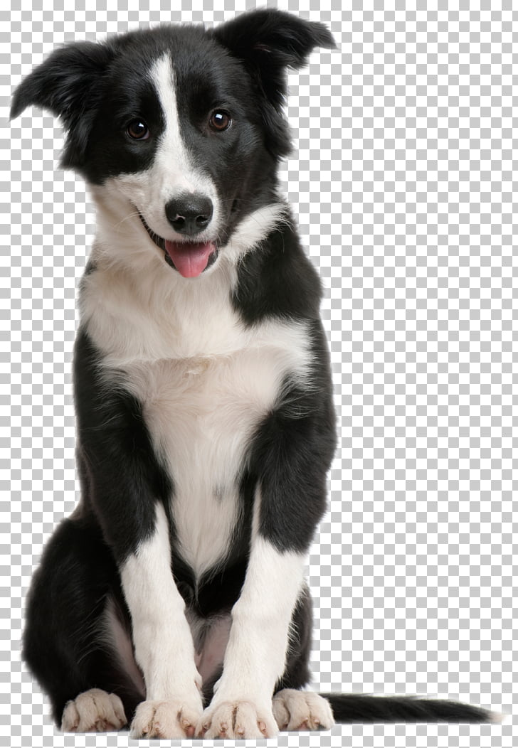 Border Collie Pomeranian Scotch Collie Rough Collie Puppy Cute