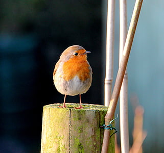 orange and white bird beside bamboo stick thumbnail
