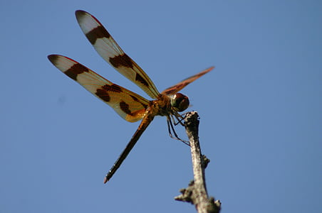 dragonfly perched on branch thumbnail