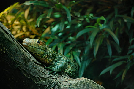 animal, zoo, lizard, reptile thumbnail