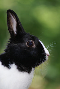 black and white rabbit thumbnail