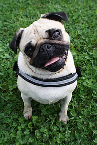 fawn pug on green leaves thumbnail
