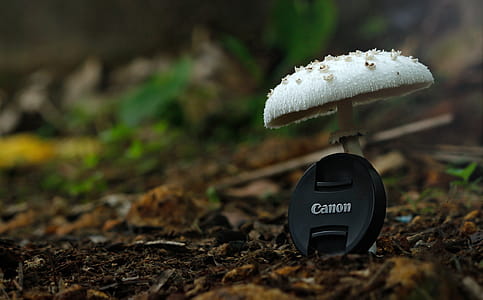 White Button Mushroom With Black Canon Camera Zoom Lens Cover thumbnail