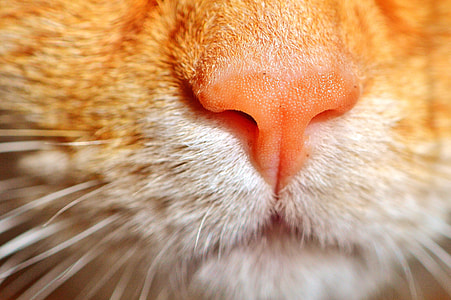 shallow focus photography of brown and white animal thumbnail