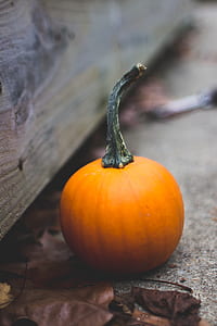 autumn, fall, halloween, pumpkin thumbnail