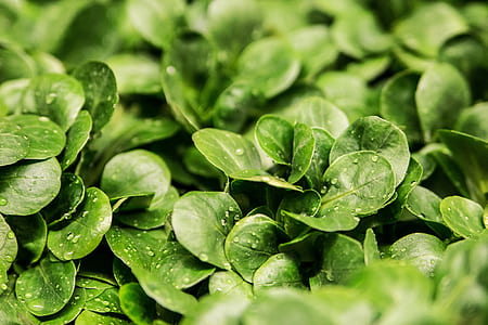 green plants thumbnail
