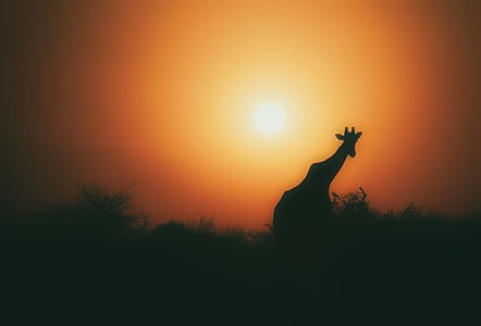 silhouette of giraffe thumbnail