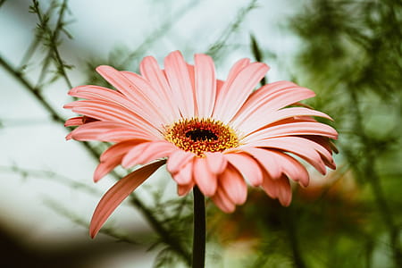 Light Pink Gerbera Daisy Photo thumbnail
