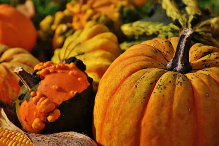 selective focus photo of orange pumpkins thumbnail