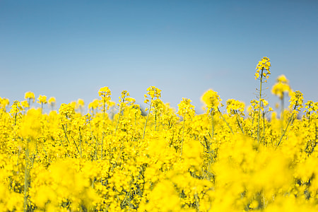 Blooming Canola Rapeseed Field thumbnail