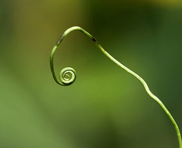 green vine thumbnail